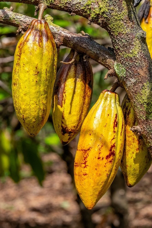 Picture of CACAO FRUIT