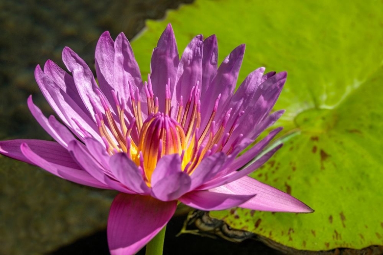 Picture of CAPE BLUE WATER LILY