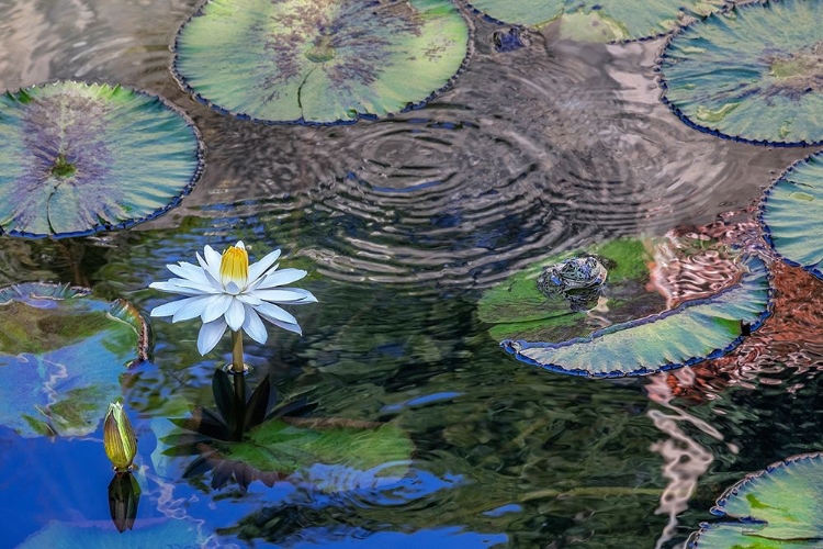 Picture of FROGS AMONG WOODS WHITE KNIGHT LILIES