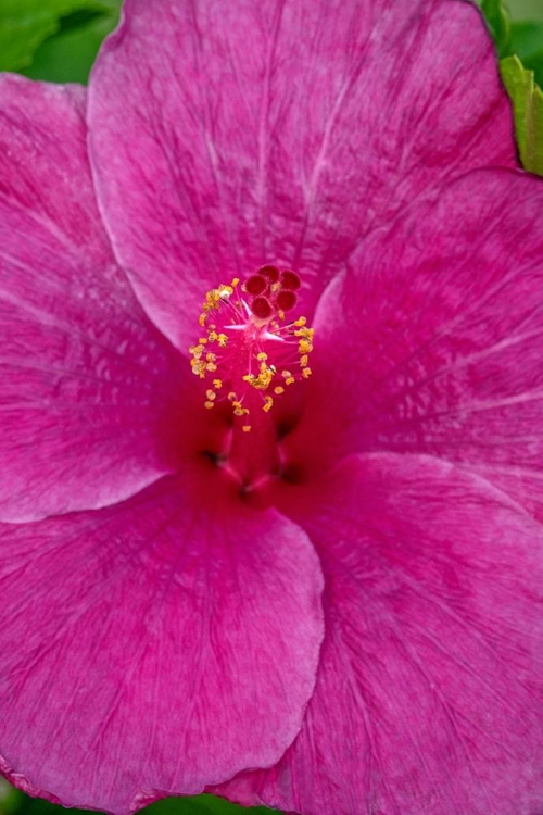 Picture of HIBISCUS