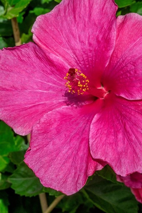 Picture of HIBISCUS