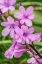 Picture of PINK GLADIOLUS