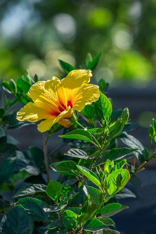 Picture of YELLOW HIBISCUS