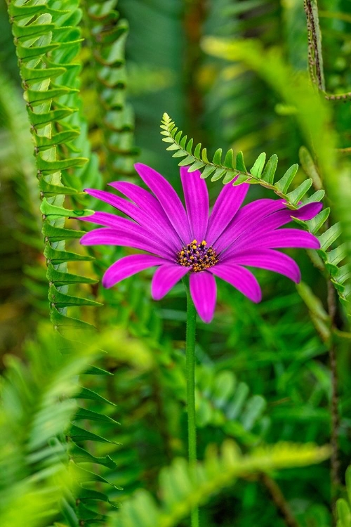 Picture of AFRICAN DAISY