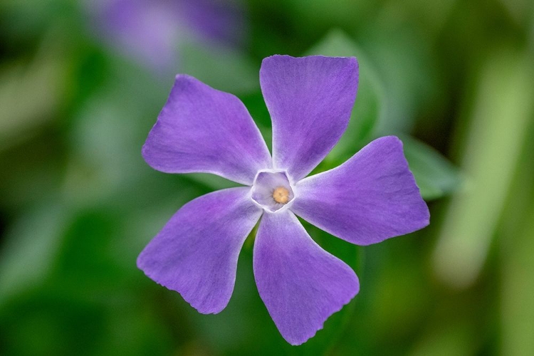 Picture of BIGLEAF PERIWINKLE