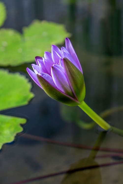 Picture of BLUE CAPE WATER LILY