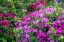 Picture of BOUGAINVILLEA IN TROPICAL GARDEN