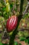 Picture of CACAO FRUIT