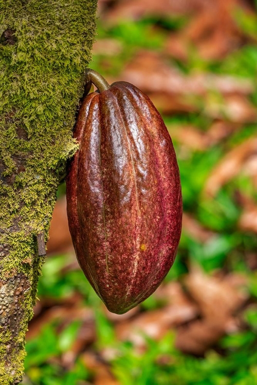 Picture of CACAO FRUIT