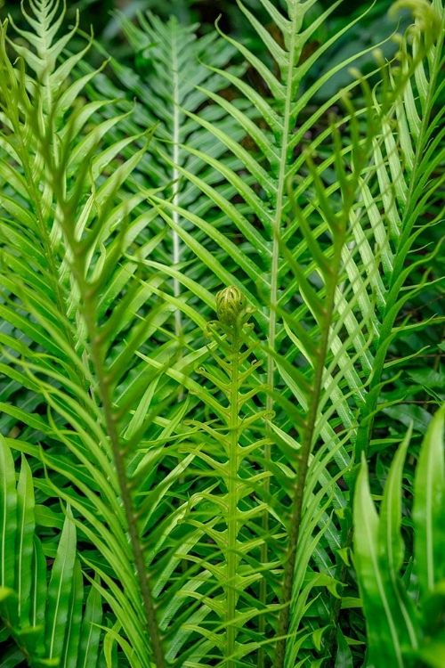 Picture of FERN