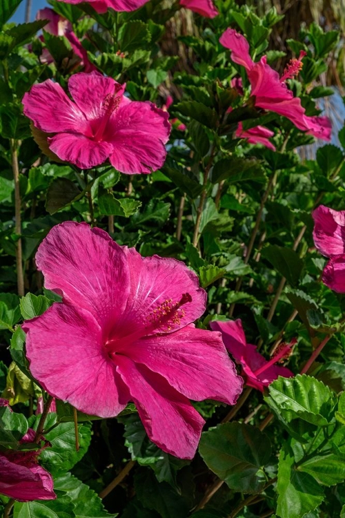 Picture of HIBISCUS