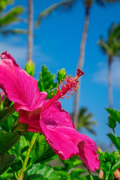 Picture of HIBISCUS