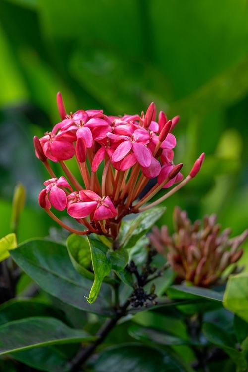 Picture of IXORA COCCINEA