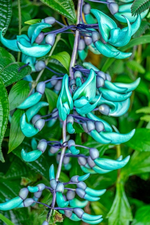 Picture of JADE VINE