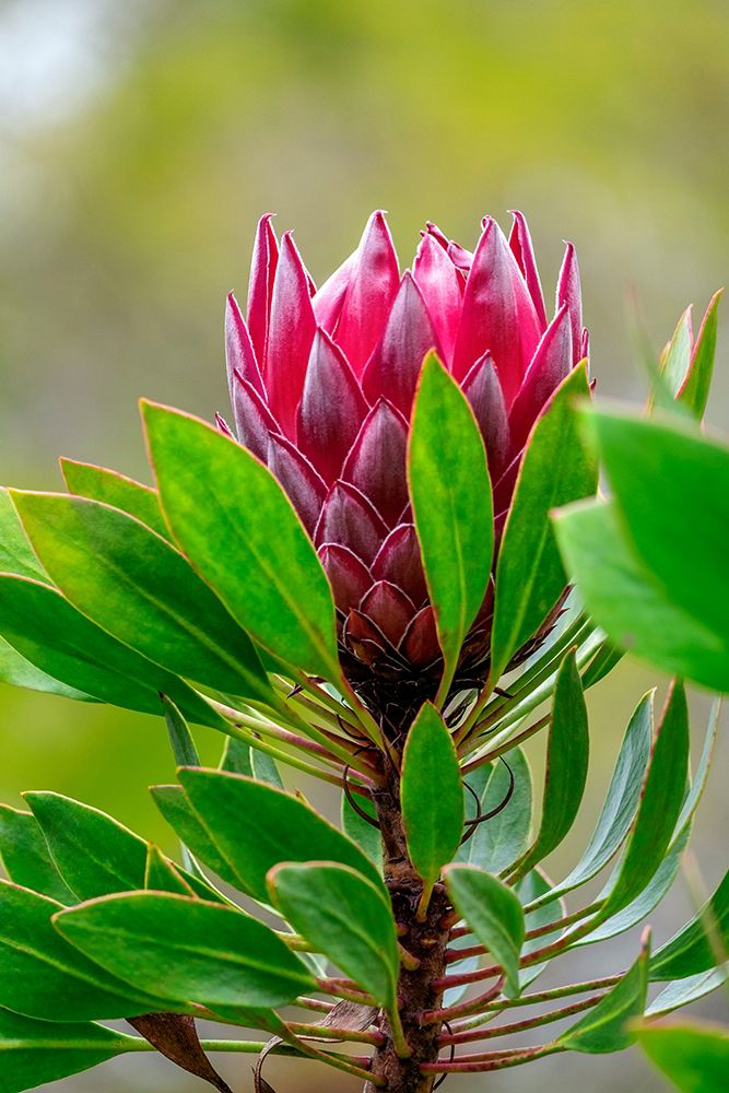Somerset House - Images. KING PROTEA FLOWER