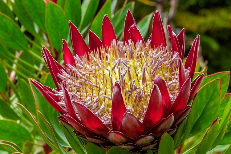 Picture of KING PROTEA FLOWER