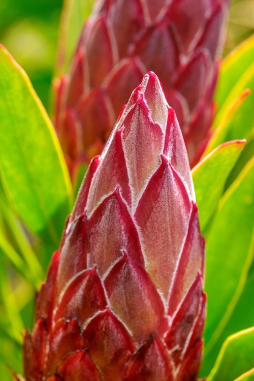 Picture of KING PROTEA FLOWER