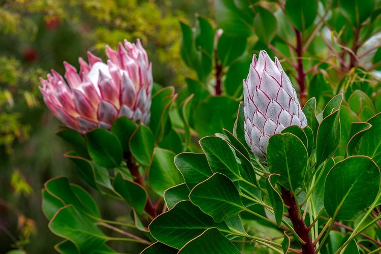 Picture of KING PROTEA FLOWER