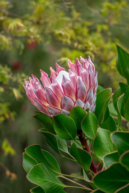 Picture of KING PROTEA FLOWER