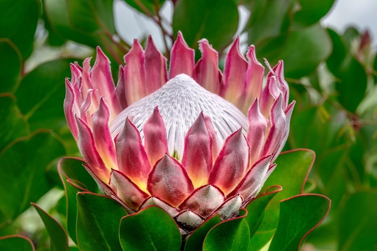 Picture of KING PROTEA FLOWER