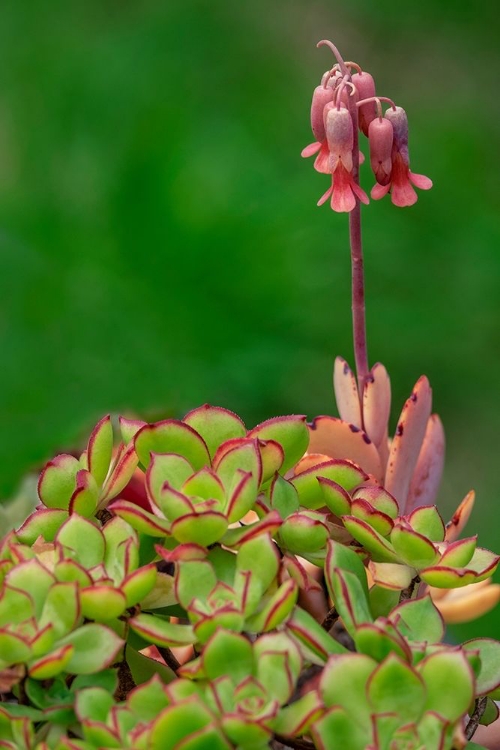 Picture of LAVENDER SCALLOPS-SUCCULENT