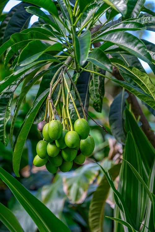 Picture of MANGO FRUIT TREE