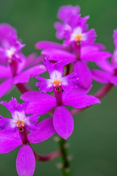 Picture of ORCHID-EPIDENDRUM