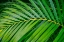 Picture of PALM FROND