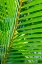 Picture of PALM FROND