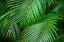 Picture of PALM FRONDS