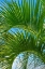 Picture of PALM FRONDS