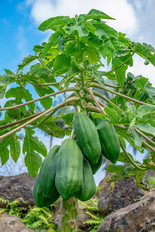 Picture of PAPAYA TREE