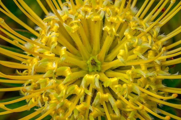 Picture of PINCUSHION FLOWER