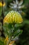 Picture of PINCUSHION FLOWER