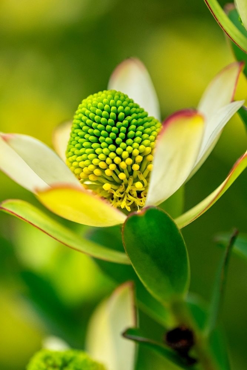 Picture of PINCUSHION FLOWER