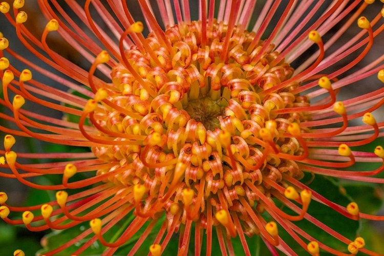 Picture of PINCUSHION FLOWER