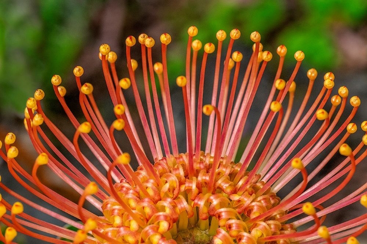 Picture of PINCUSHION FLOWER