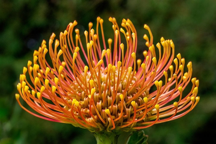 Picture of PINCUSHION FLOWER