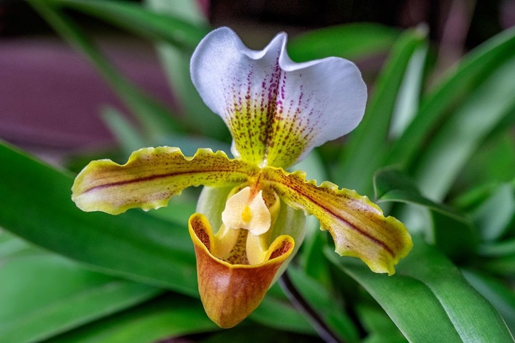 Picture of VENUS SLIPPER ORCHID