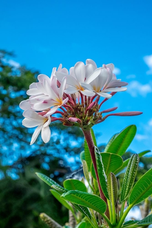 Picture of WHITE PLUMERIA