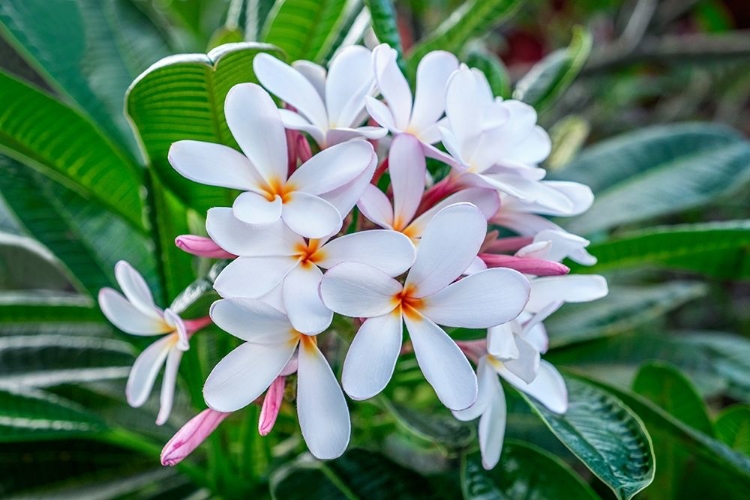 Picture of WHITE PLUMERIA