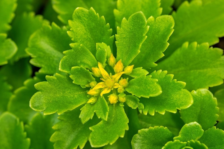 Picture of FLOWERING STONECROP