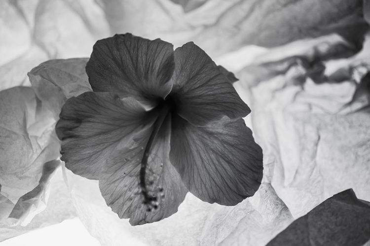 Picture of HIBISCUS FLOWER AND TISSUE PAPER WITH LIGHT