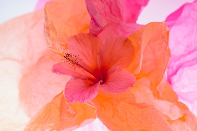 Picture of HIBISCUS FLOWER AND TISSUE PAPER WITH LIGHT