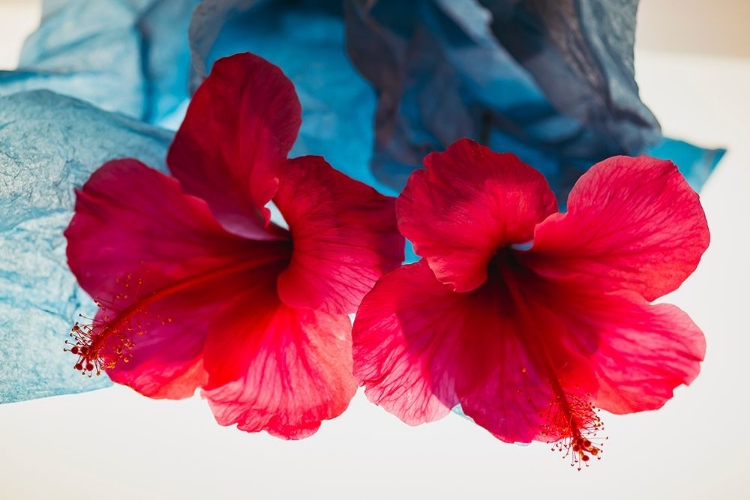 Picture of HIBISCUS FLOWER AND TISSUE PAPER WITH LIGHT