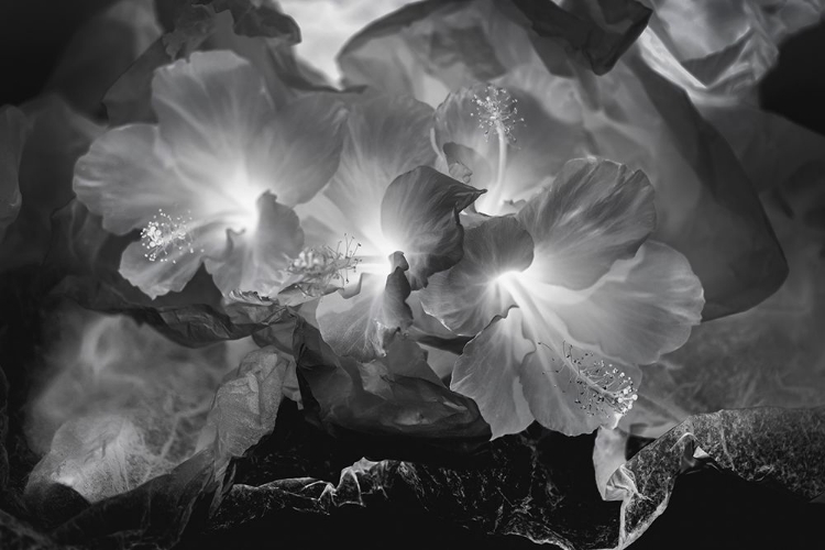 Picture of HIBISCUS FLOWER AND TISSUE PAPER WITH LIGHT