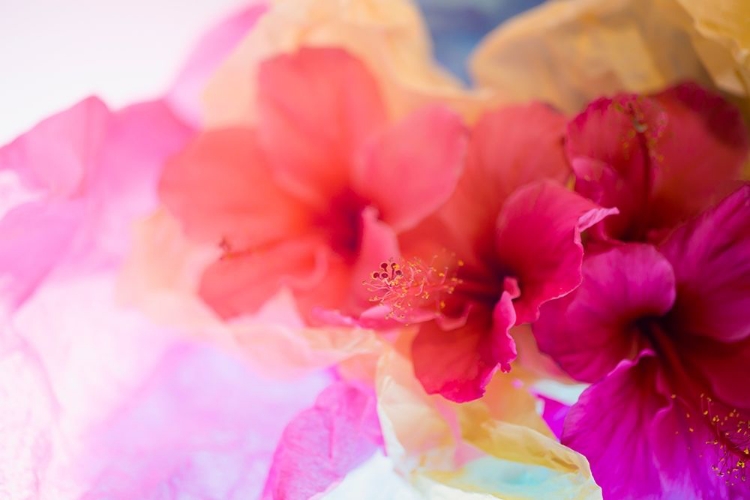 Picture of HIBISCUS FLOWER AND TISSUE PAPER WITH LIGHT