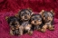 Picture of CLOSE-UP OF YORKSHIRE TERRIER PUPPIES ON BLANKET