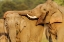 Picture of COURTING PAIR OF ASIAN ELEPHANTS CORBETT NATIONAL PARK-INDIA