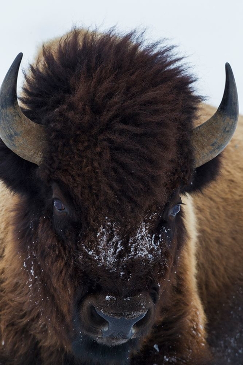 Picture of BULL BISON